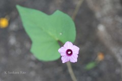 Ipomoea emarginata